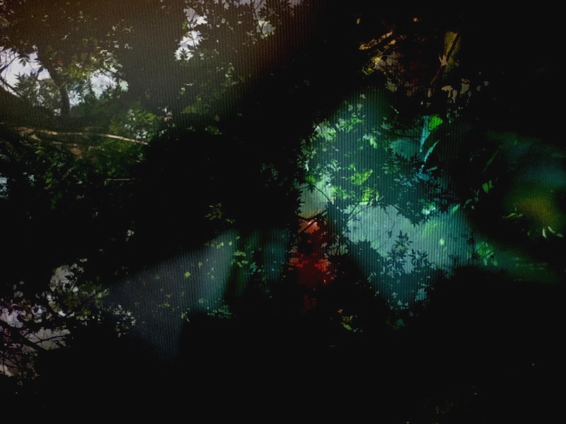 Forest landscape